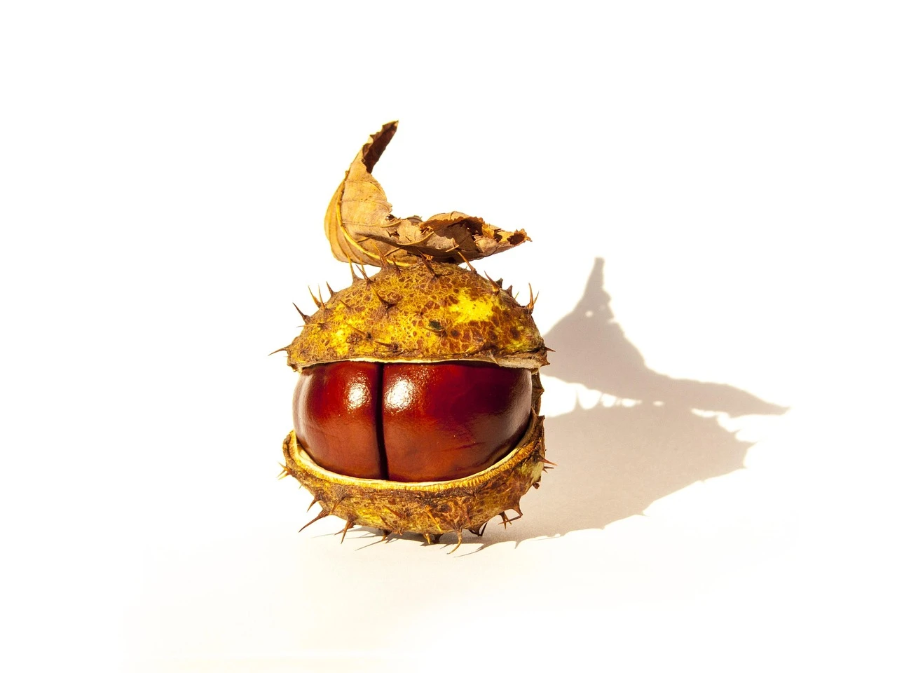 Children hands full of chestnuts in autumn colors